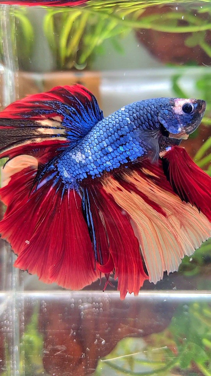 XL HALFMOON ROSETAIL BLUE FANCY NEMO MULTICOLOR BETTA FISH