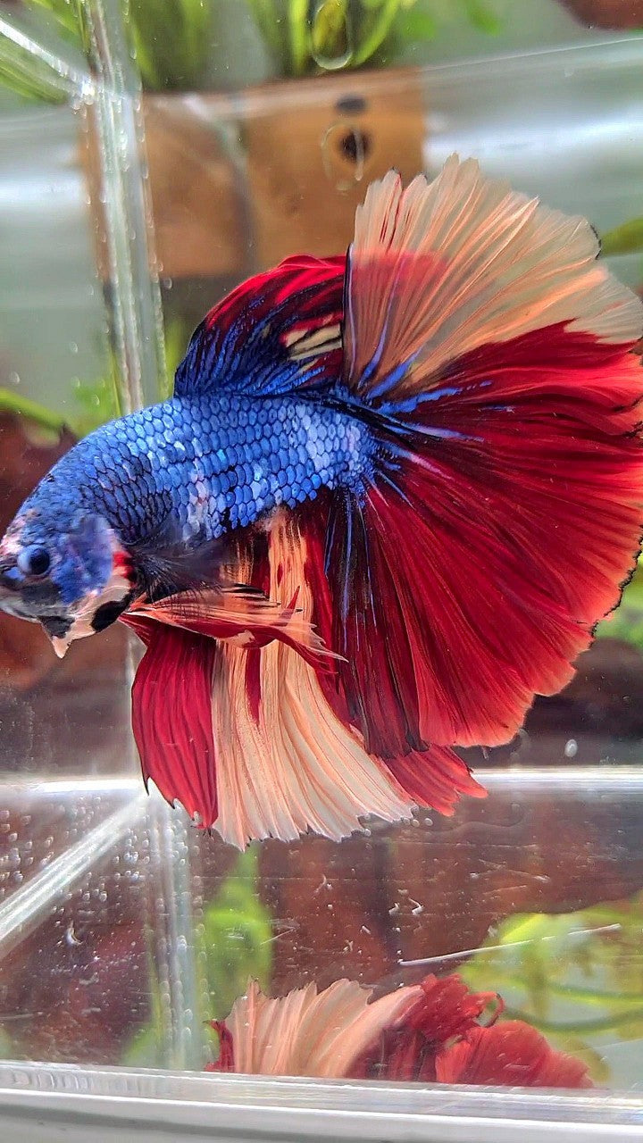 XL HALFMOON ROSETAIL BLUE FANCY NEMO MULTICOLOR BETTA FISH