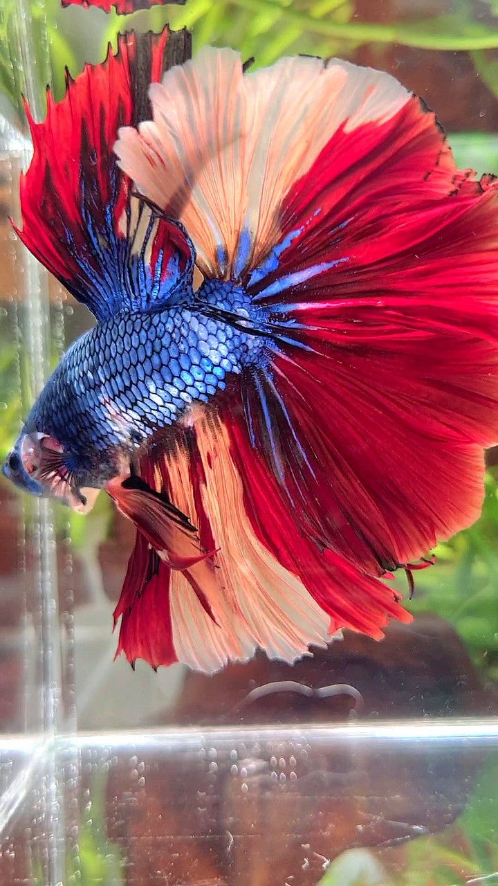 XL HALFMOON ROSETAIL BLUE FANCY NEMO MULTICOLOR BETTA FISH