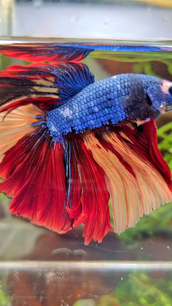 XL HALFMOON ROSETAIL BLUE FANCY NEMO MULTICOLOR BETTA FISH