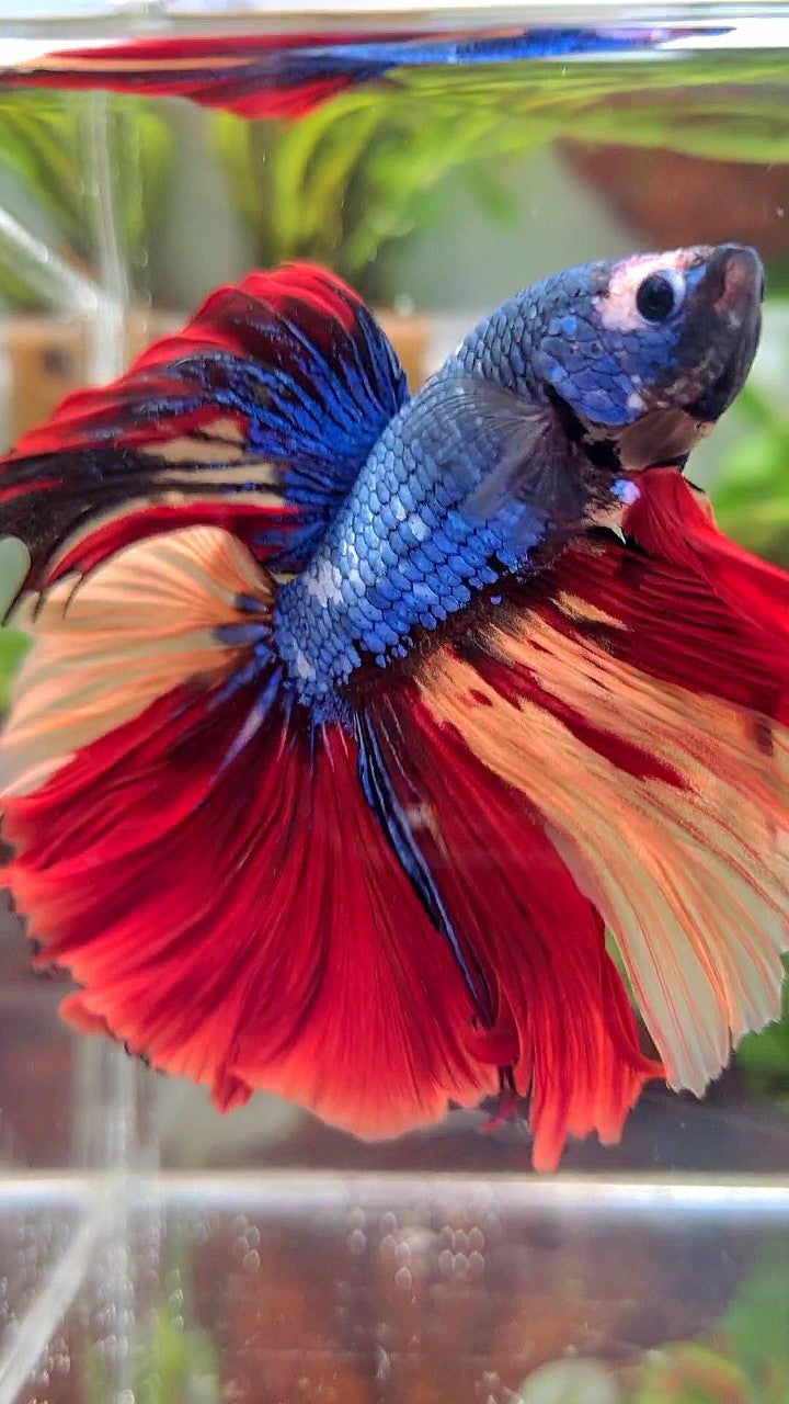 XL HALFMOON ROSETAIL BLUE FANCY NEMO MULTICOLOR BETTA FISH