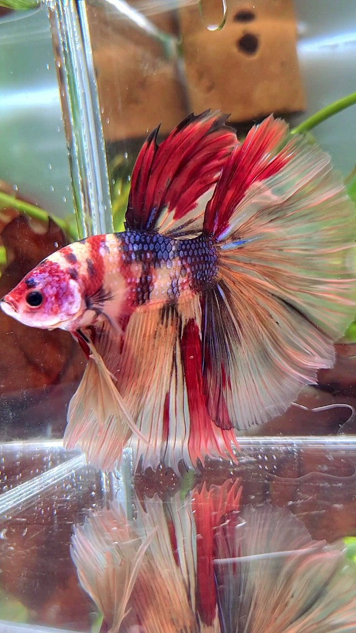 XL HALFMOON ROSETAIL NEMO RED MULTICOLOR BETTA FISH