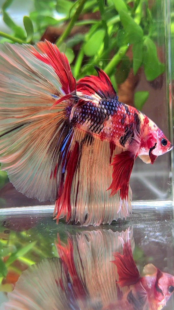 XL HALFMOON ROSETAIL NEMO RED MULTICOLOR BETTA FISH