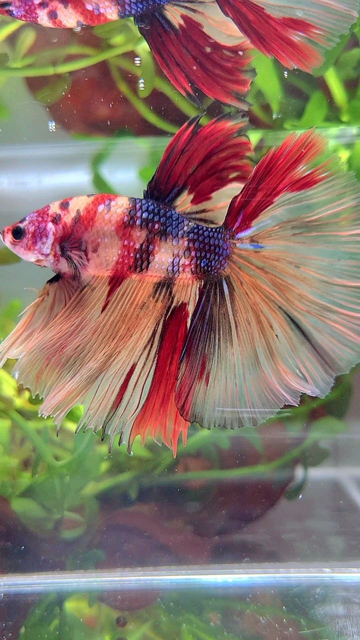 XL HALFMOON ROSETAIL NEMO RED MULTICOLOR BETTA FISH