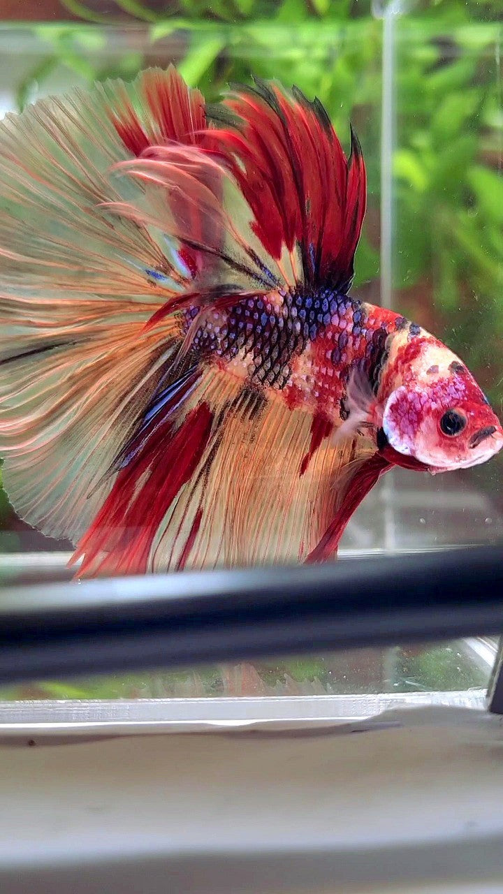 XL HALFMOON ROSETAIL NEMO RED MULTICOLOR BETTA FISH