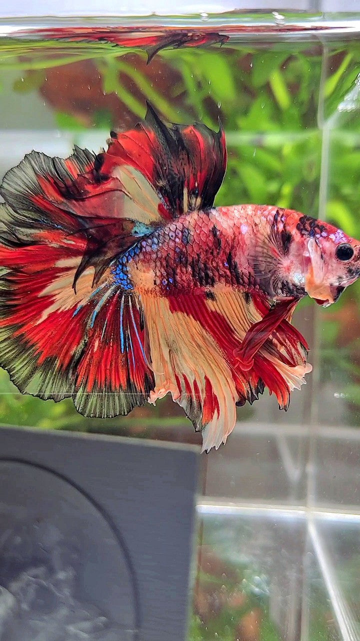 HALFMOON ROSETAIL ORANGE RED BLACK PATTERN MULTICOLOR BETTA FISH