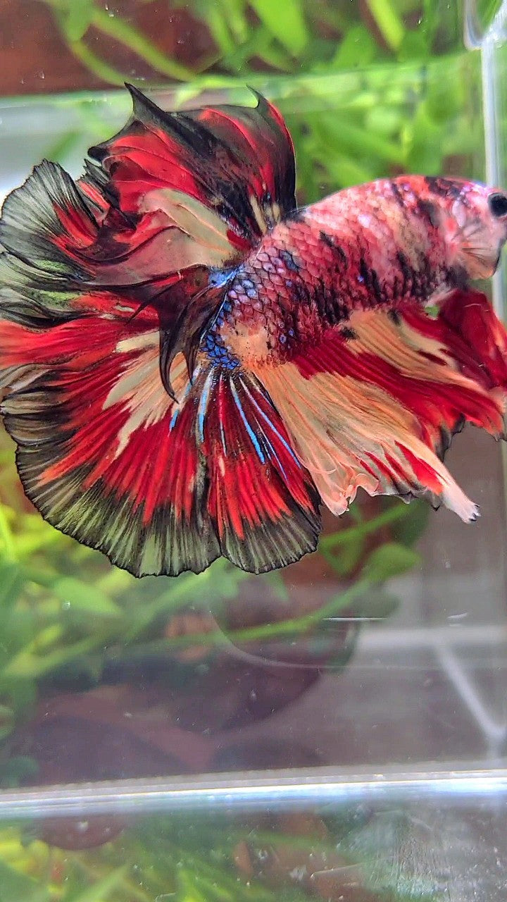 HALFMOON ROSETAIL ORANGE RED BLACK PATTERN MULTICOLOR BETTA FISH