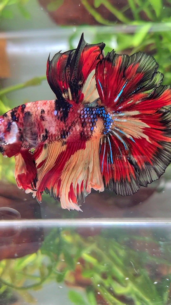 HALFMOON ROSETAIL ORANGE RED BLACK PATTERN MULTICOLOR BETTA FISH