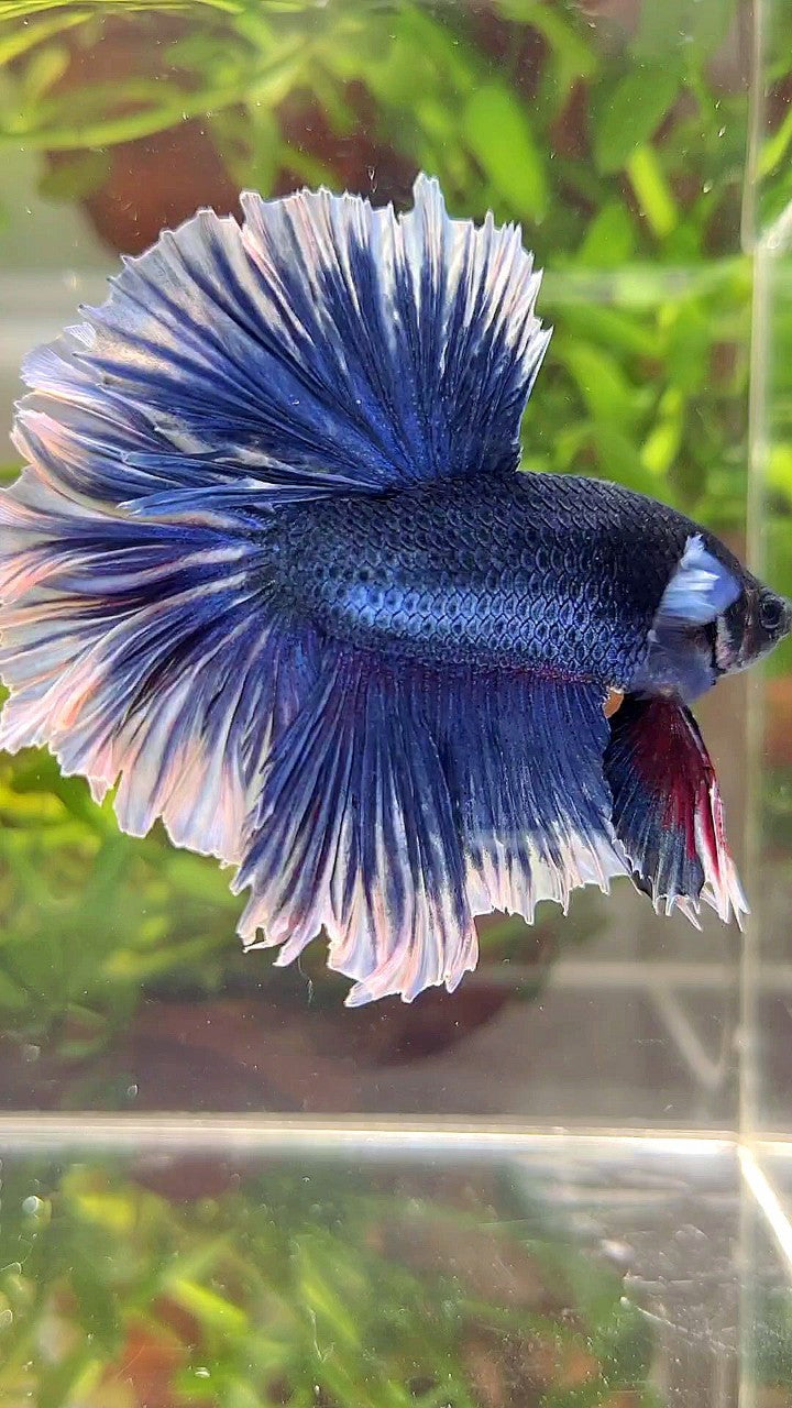 XL HALFMOON FEATHER TAIL BLUE BUTTERFLY BETTA FISH