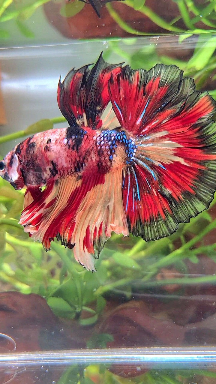 HALFMOON ROSETAIL ORANGE RED BLACK PATTERN MULTICOLOR BETTA FISH