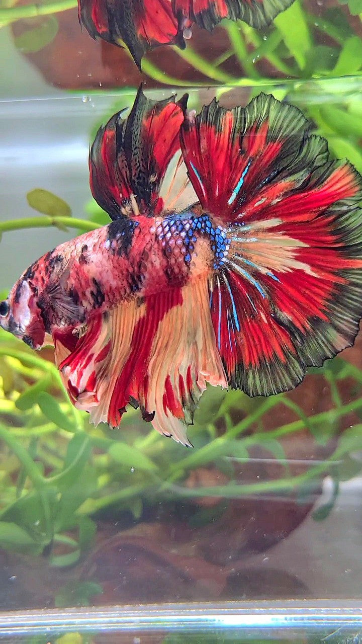 HALFMOON ROSETAIL ORANGE RED BLACK PATTERN MULTICOLOR BETTA FISH