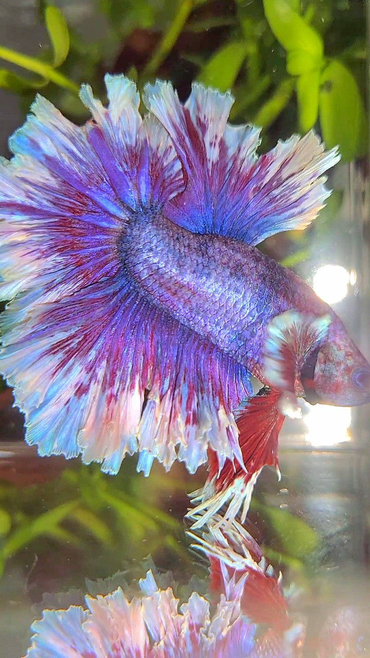 XL HALFMOON FEATHER TAIL PURPLE BUTTERLFY BETTA FISH