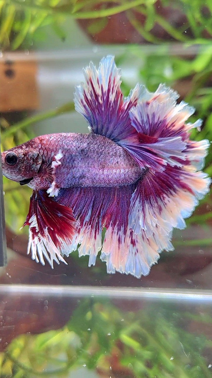 XL HALFMOON FEATHER TAIL PURPLE BUTTERLFY BETTA FISH