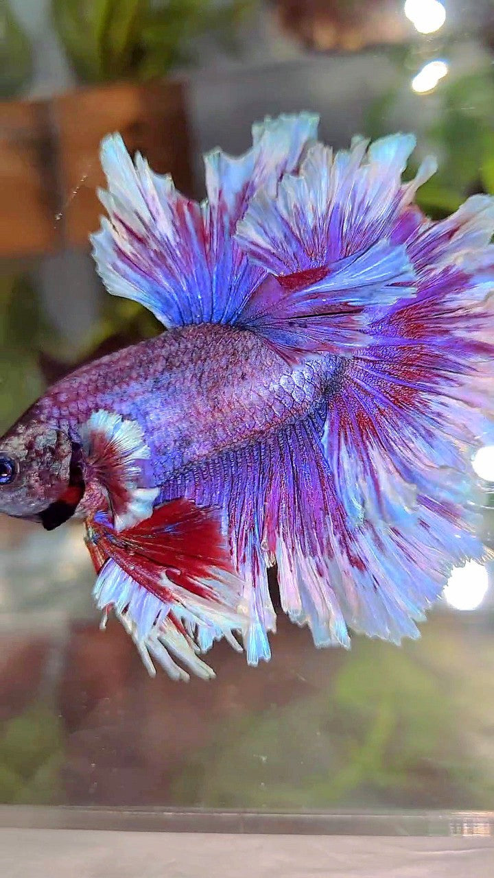 XL HALFMOON FEATHER TAIL PURPLE BUTTERLFY BETTA FISH