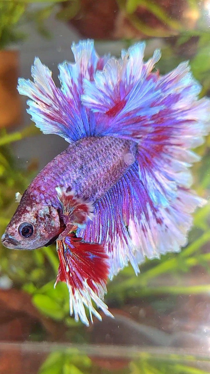 XL HALFMOON FEATHER TAIL PURPLE BUTTERLFY BETTA FISH