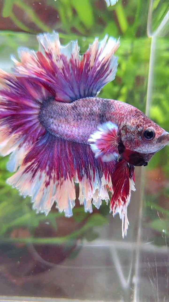 XL HALFMOON FEATHER TAIL PURPLE BUTTERLFY BETTA FISH