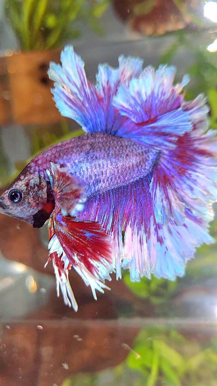 XL HALFMOON FEATHER TAIL PURPLE BUTTERLFY BETTA FISH