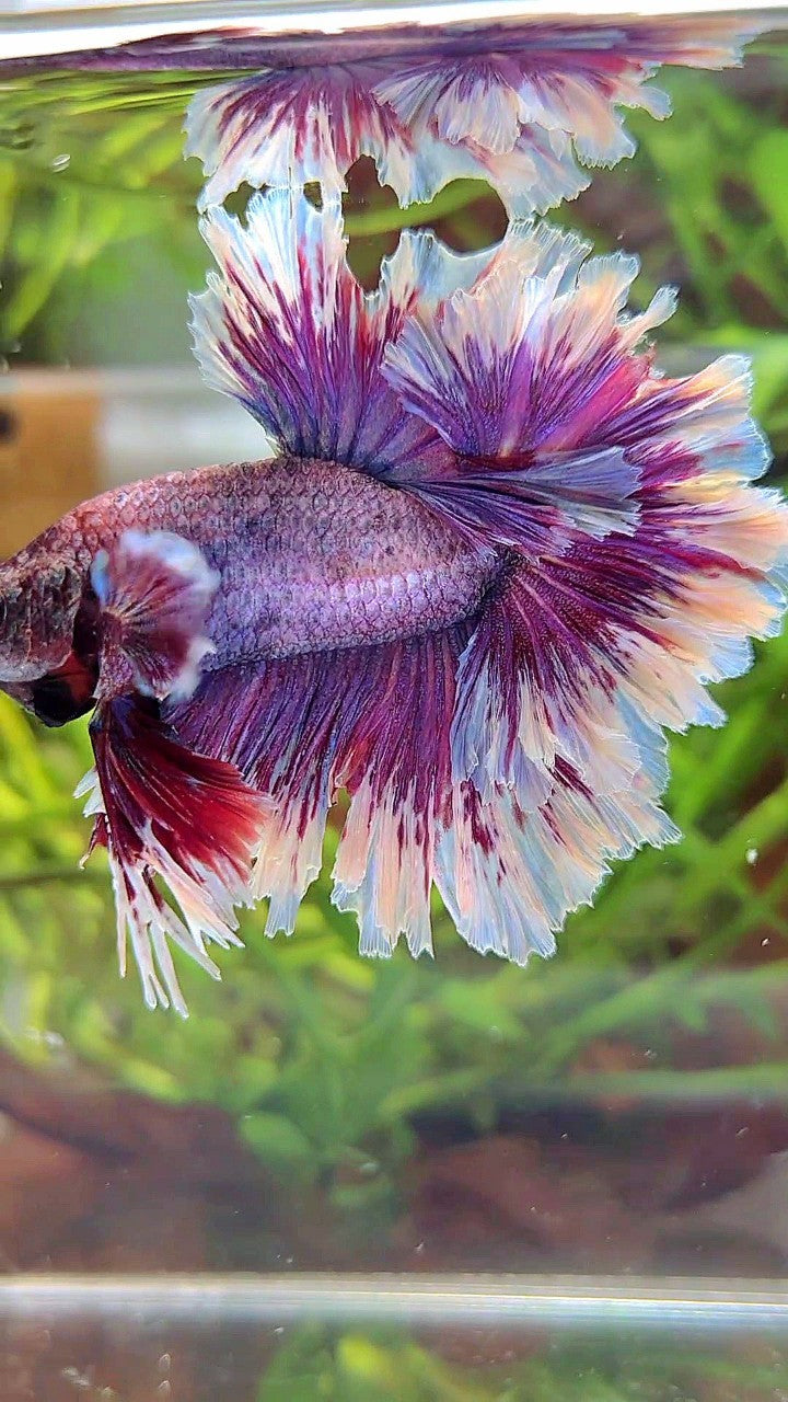 XL HALFMOON FEATHER TAIL PURPLE BUTTERLFY BETTA FISH