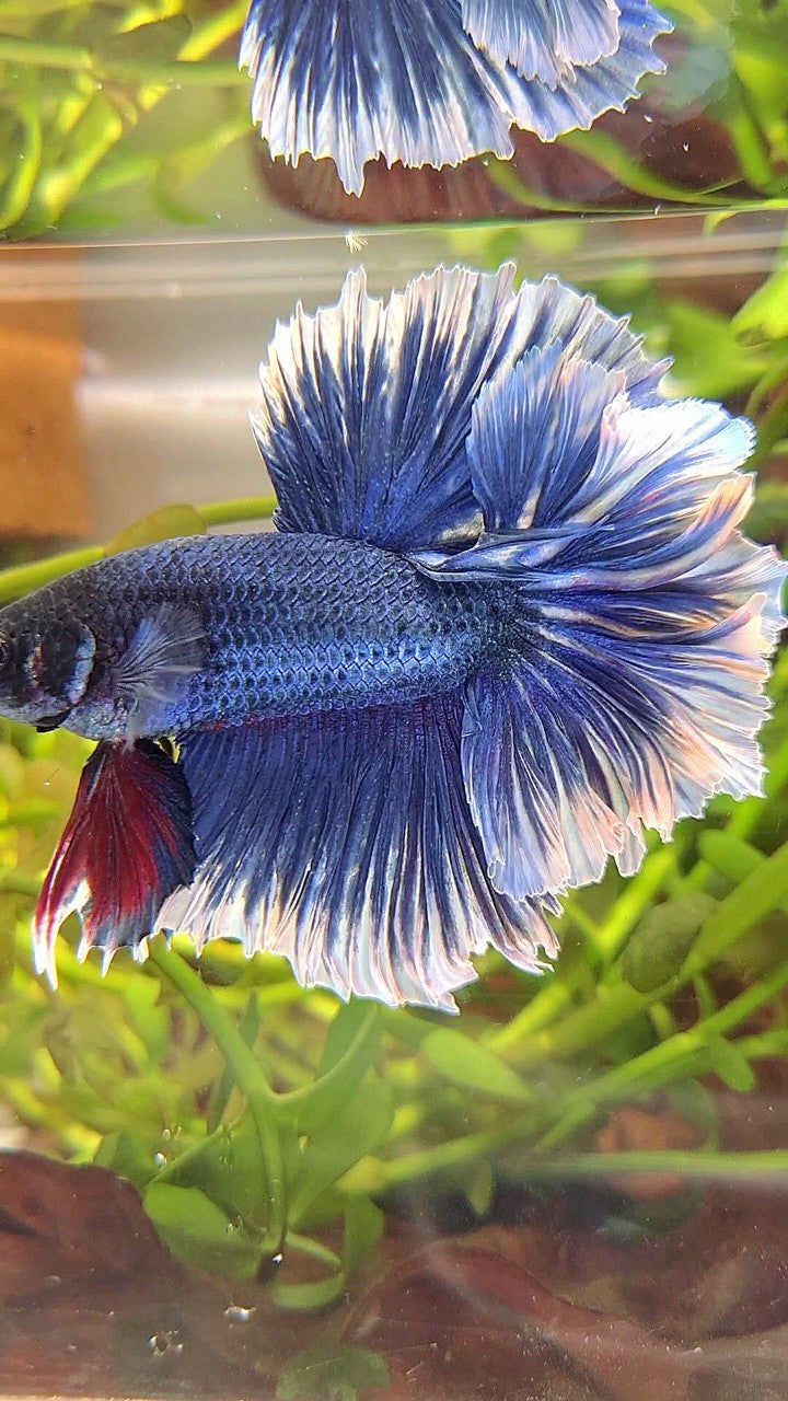 XL HALFMOON FEATHER TAIL BLUE BUTTERFLY BETTA FISH