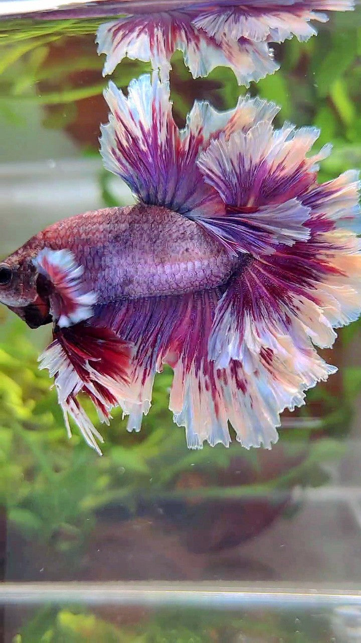 XL HALFMOON FEATHER TAIL PURPLE BUTTERLFY BETTA FISH