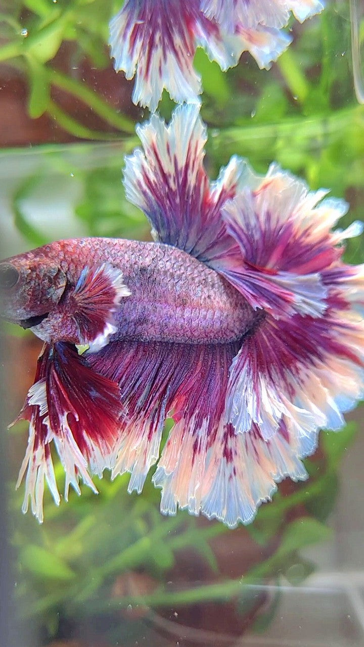 XL HALFMOON FEATHER TAIL PURPLE BUTTERLFY BETTA FISH