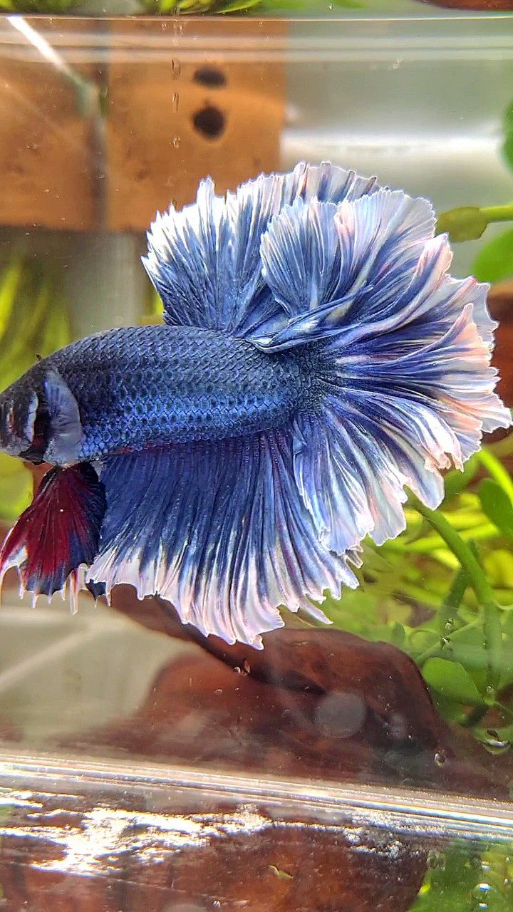 XL HALFMOON FEATHER TAIL BLUE BUTTERFLY BETTA FISH