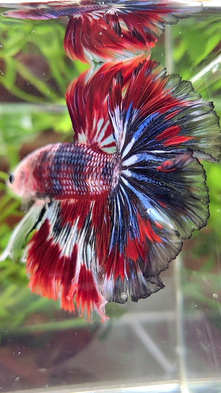 Red Pattern Betta Fish XL HALFMOON ROSETAIL RED BLUE PATTERN MULTICOLOR BETTA FISH – Rare ...