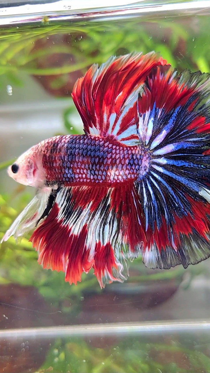 Red Pattern Betta Fish XL HALFMOON ROSETAIL RED BLUE PATTERN MULTICOLOR BETTA FISH – Rare ...