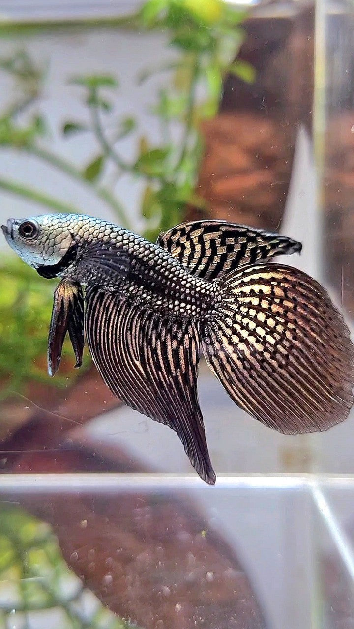 LONGFIN VEILTAIL ALIEN COPPER HYBRID WILD BETTA FISH