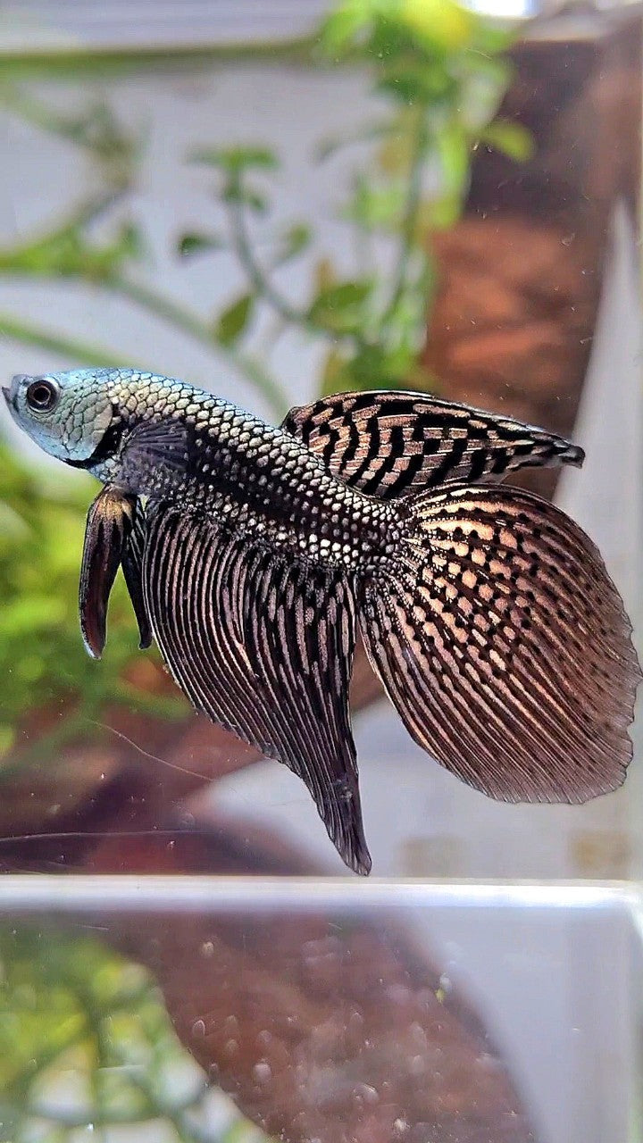 LONGFIN VEILTAIL ALIEN COPPER HYBRID WILD BETTA FISH