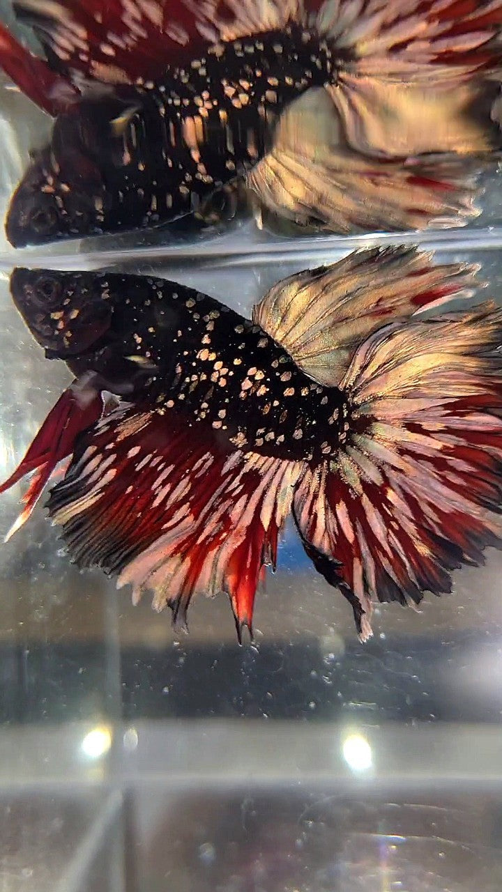 LUXURY HALFMOON ROSETAIL BLACKSTAR GALAXY AVATAR COPPER GOLD VAMPIRE BETTA FISH