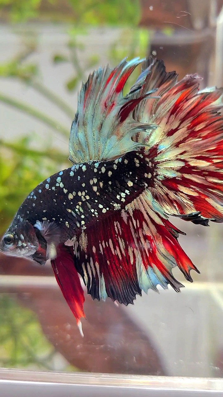 LUXURY HALFMOON ROSETAIL BLACKSTAR GALAXY AVATAR COPPER GOLD VAMPIRE BETTA FISH