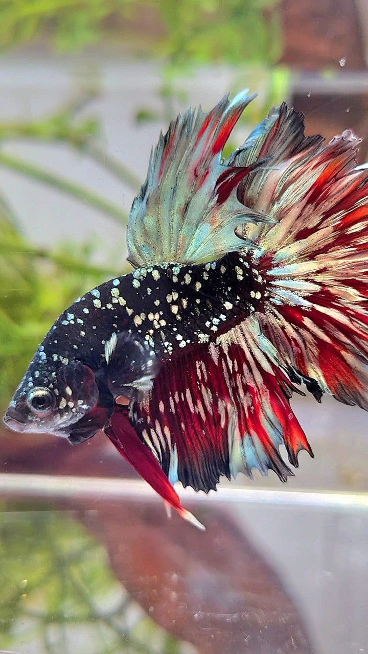 LUXURY HALFMOON ROSETAIL BLACKSTAR GALAXY AVATAR COPPER GOLD VAMPIRE BETTA FISH