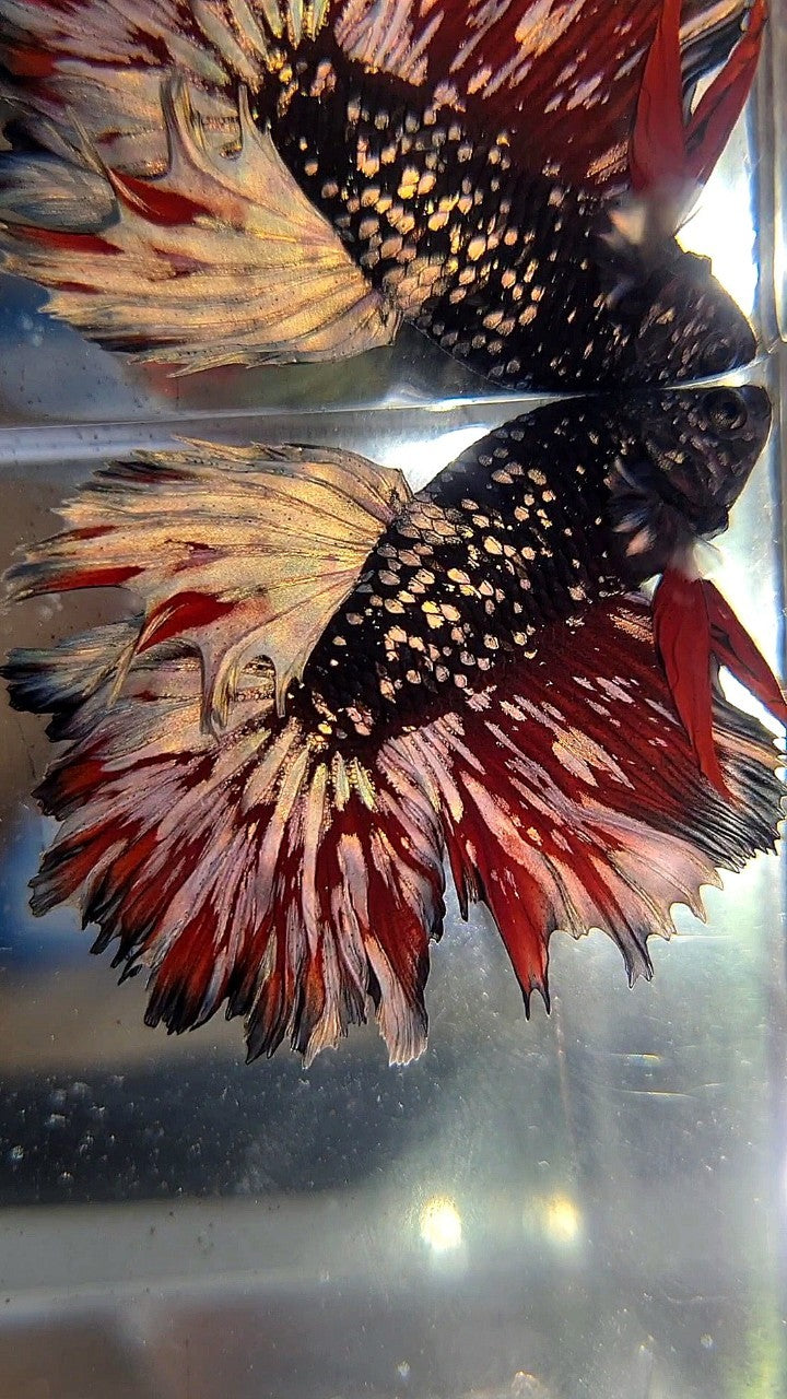 LUXURY HALFMOON ROSETAIL BLACKSTAR GALAXY AVATAR COPPER GOLD VAMPIRE BETTA FISH