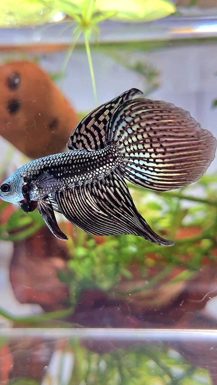 LONGFIN VEILTAIL ALIEN COPPER HYBRID WILD BETTA FISH