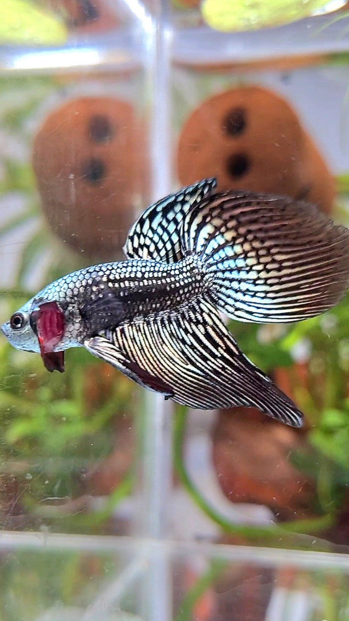 LONGFIN VEILTAIL ALIEN COPPER HYBRID WILD BETTA FISH