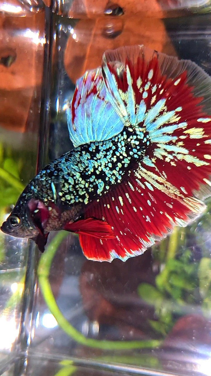 LUXURY HALFMOON ROSETAIL BLACK STAR GALAXY AVATAR BLUE PURPLE VAMPIRE BETTA FISH