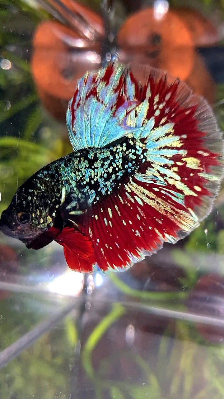 LUXURY HALFMOON ROSETAIL BLACK STAR GALAXY AVATAR BLUE PURPLE VAMPIRE BETTA FISH