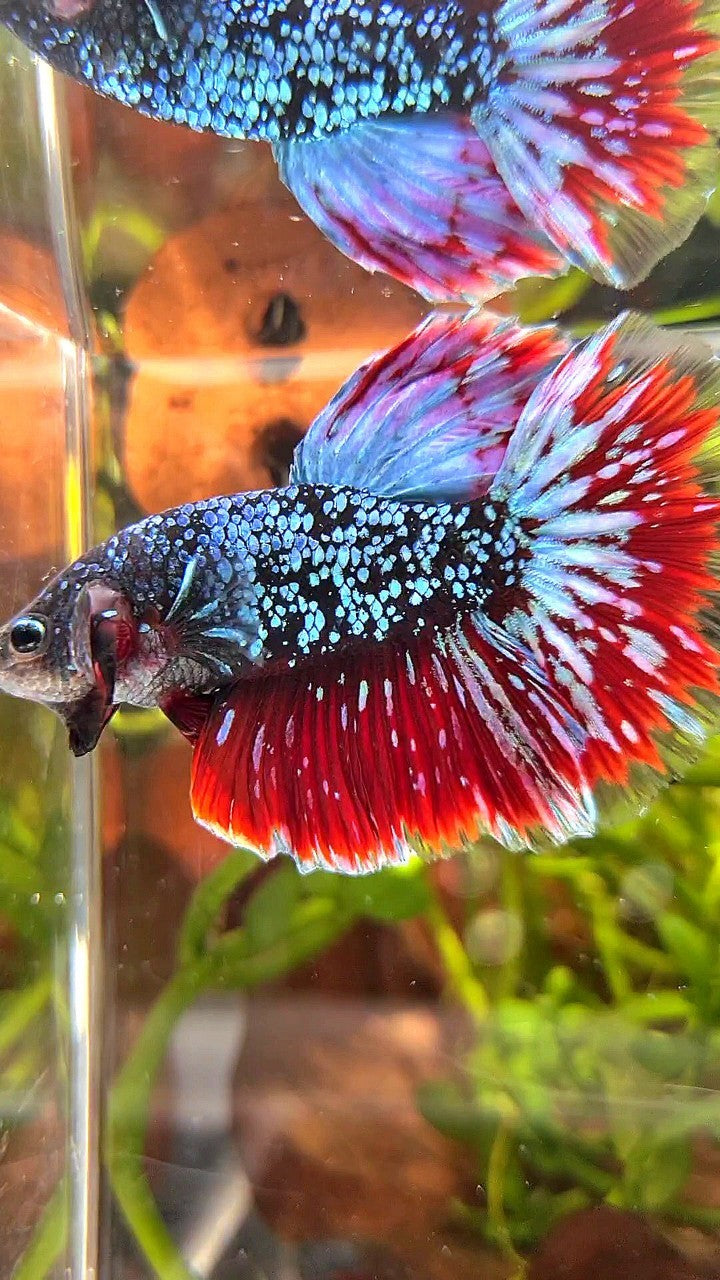 LUXURY HALFMOON ROSETAIL BLACK STAR GALAXY AVATAR BLUE PURPLE VAMPIRE BETTA FISH