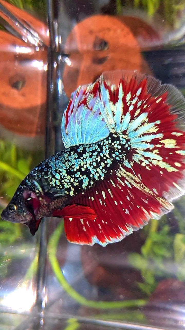 LUXURY HALFMOON ROSETAIL BLACK STAR GALAXY AVATAR BLUE PURPLE VAMPIRE BETTA FISH