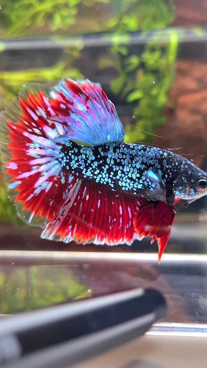 LUXURY HALFMOON ROSETAIL BLACK STAR GALAXY AVATAR BLUE PURPLE VAMPIRE BETTA FISH