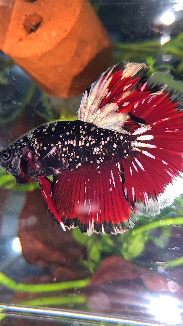 LUXURY HALFMOON ROSETAIL BLACK GALAXY AVATAR COPPER GOLD VAMPIRE BETTA FISH