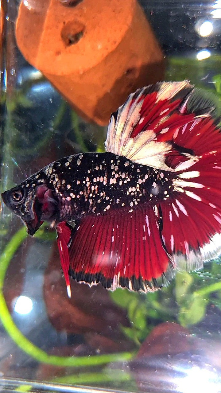 LUXURY HALFMOON ROSETAIL BLACK GALAXY AVATAR COPPER GOLD VAMPIRE BETTA FISH