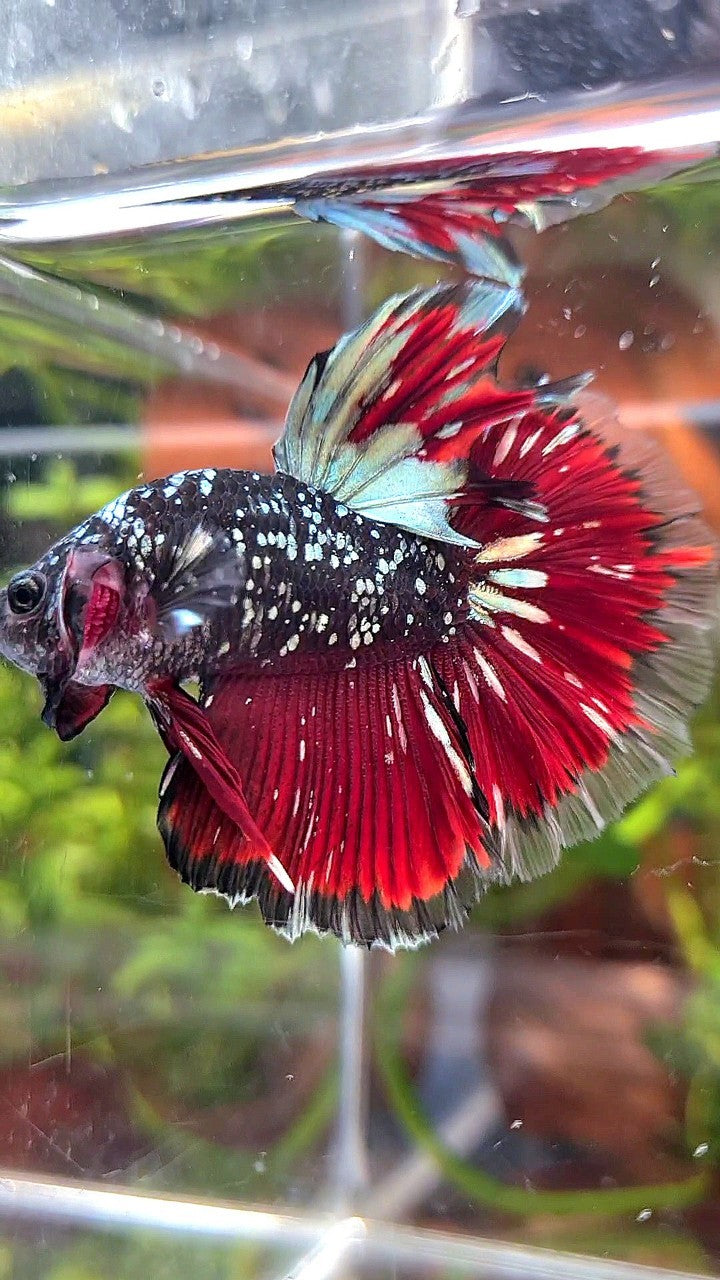 LUXURY HALFMOON ROSETAIL BLACK GALAXY AVATAR COPPER GOLD VAMPIRE BETTA FISH