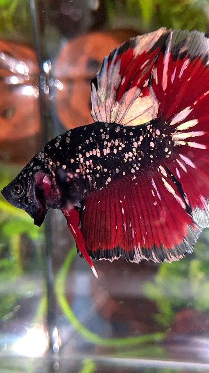 LUXURY HALFMOON ROSETAIL BLACK GALAXY AVATAR COPPER GOLD VAMPIRE BETTA FISH