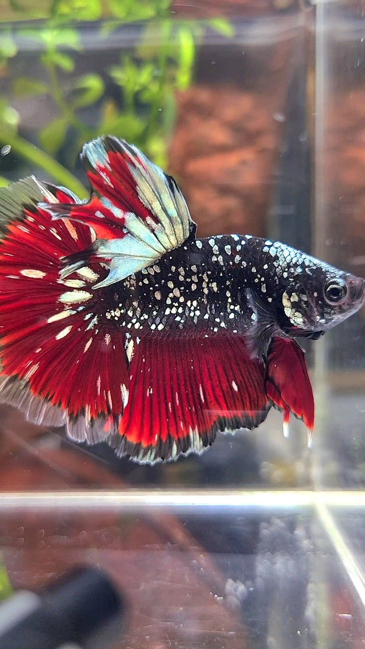 LUXURY HALFMOON ROSETAIL BLACK GALAXY AVATAR COPPER GOLD VAMPIRE BETTA FISH