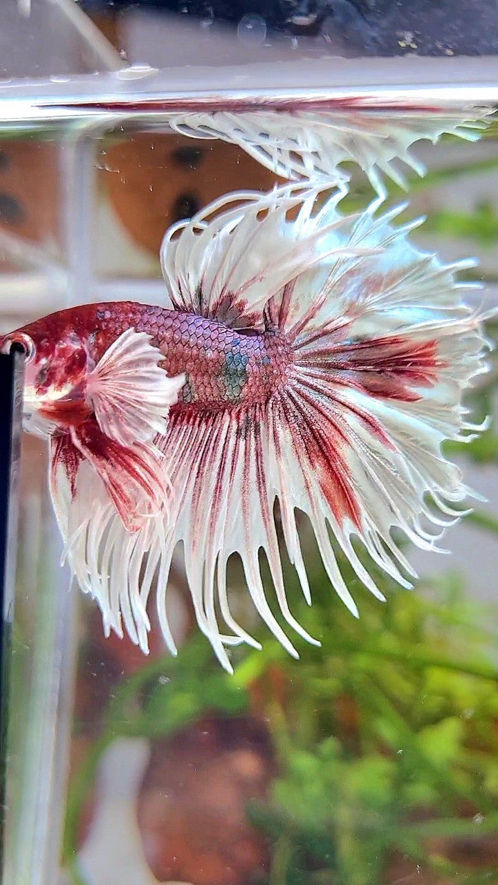 CROWNTAIL DUMBO EAR WHITE RED FANCY MULTICOLOR BETTA FISH