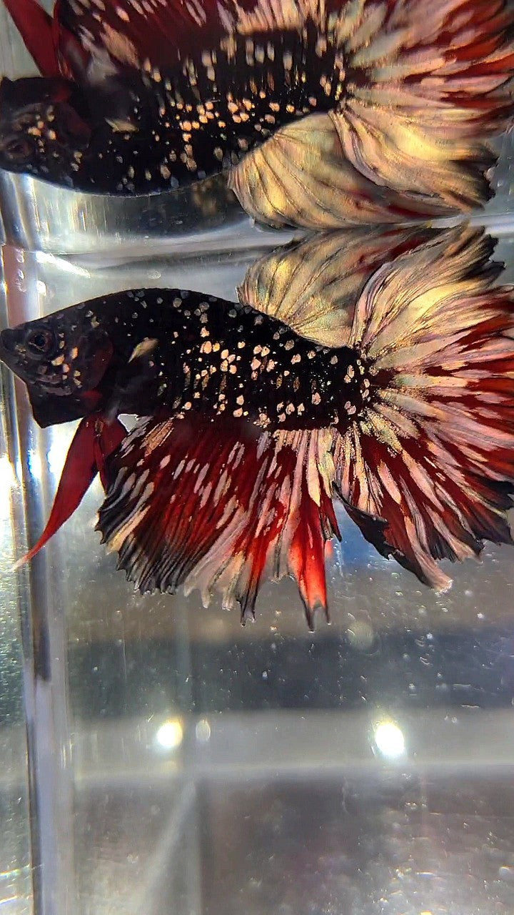 LUXURY HALFMOON ROSETAIL BLACKSTAR GALAXY AVATAR COPPER GOLD VAMPIRE BETTA FISH