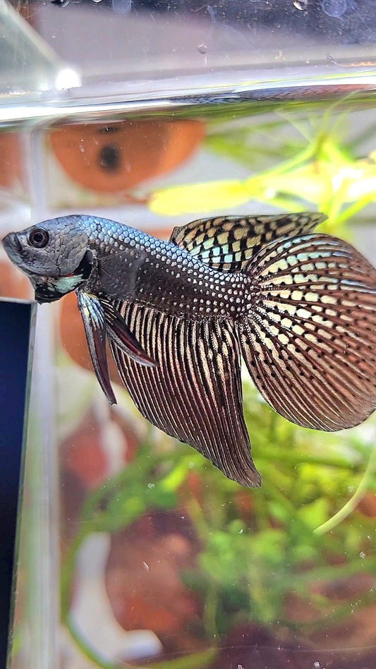 VEILTAIL ALIEN COPPER HYBRID WILD BETTA FISH