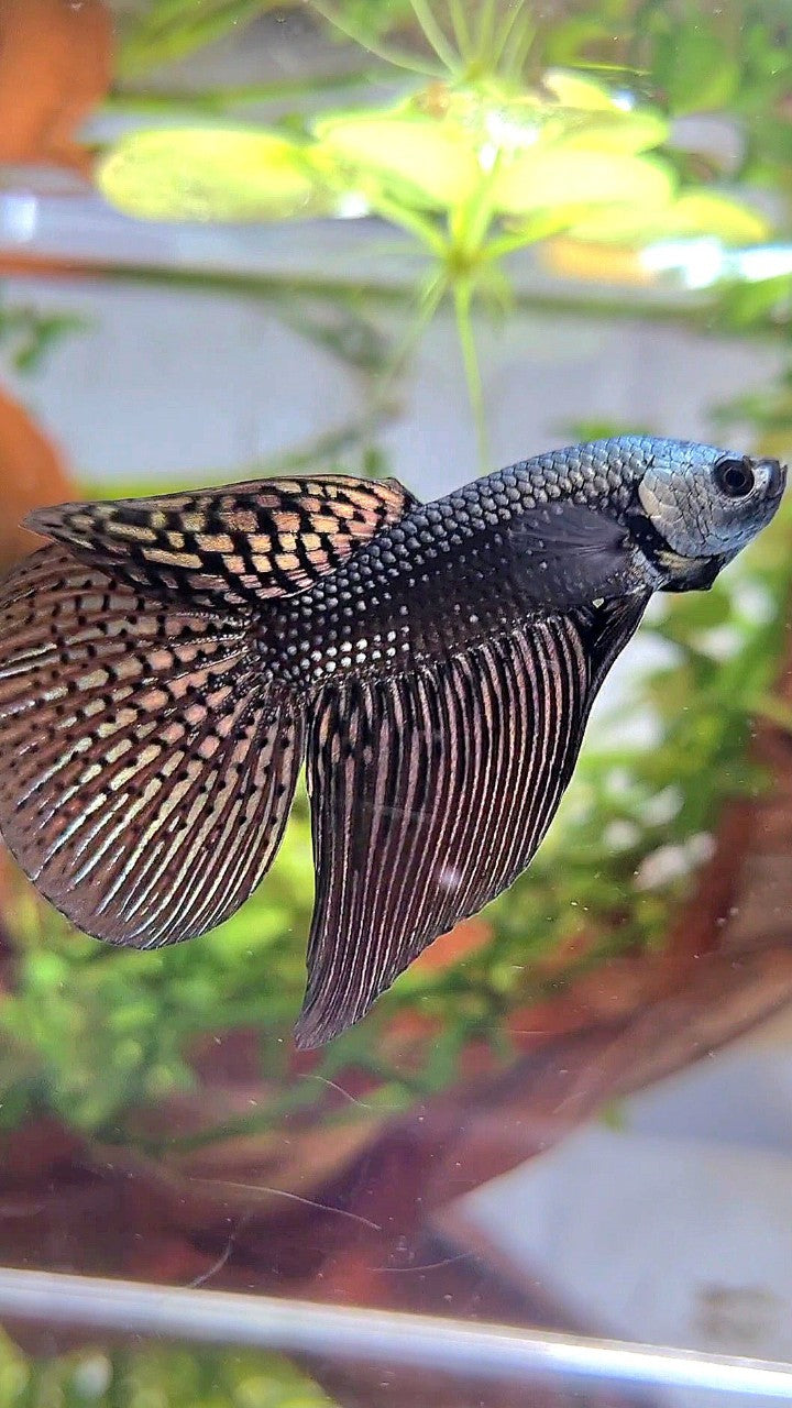 VEILTAIL ALIEN COPPER HYBRID WILD BETTA FISH